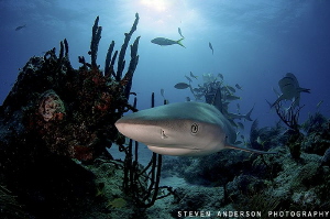 This Reef Shark is close and comfortable at Blue Pride Re... by Steven Anderson 